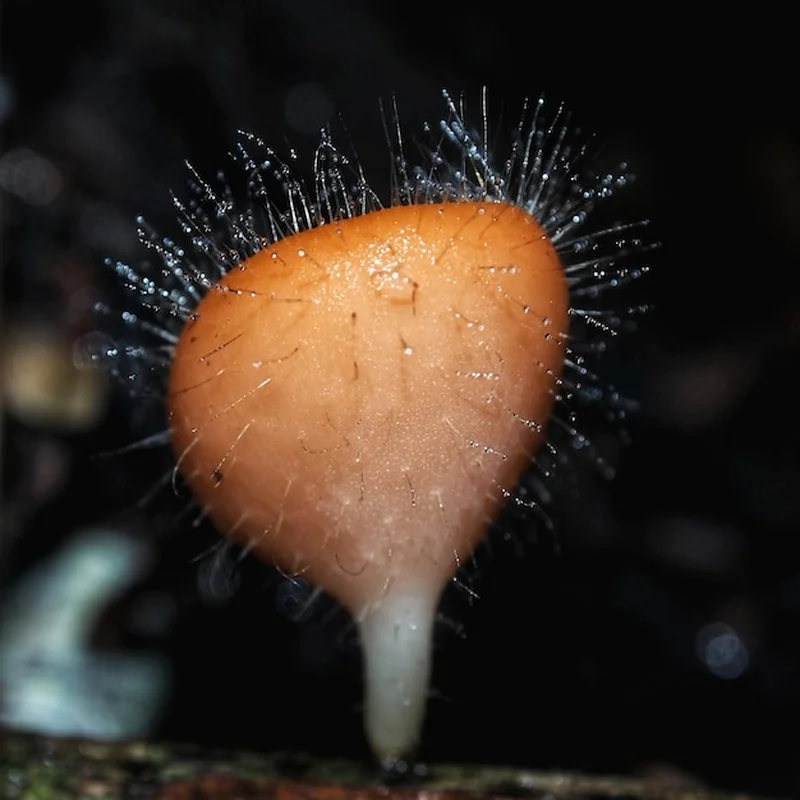 Grzyby psylocybinowe: co warto wiedzieć o psylocybinie?