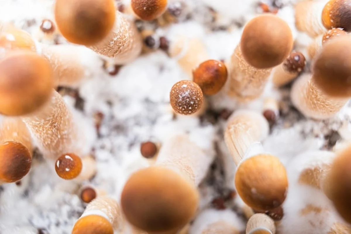 Grzyby psychodeliczne