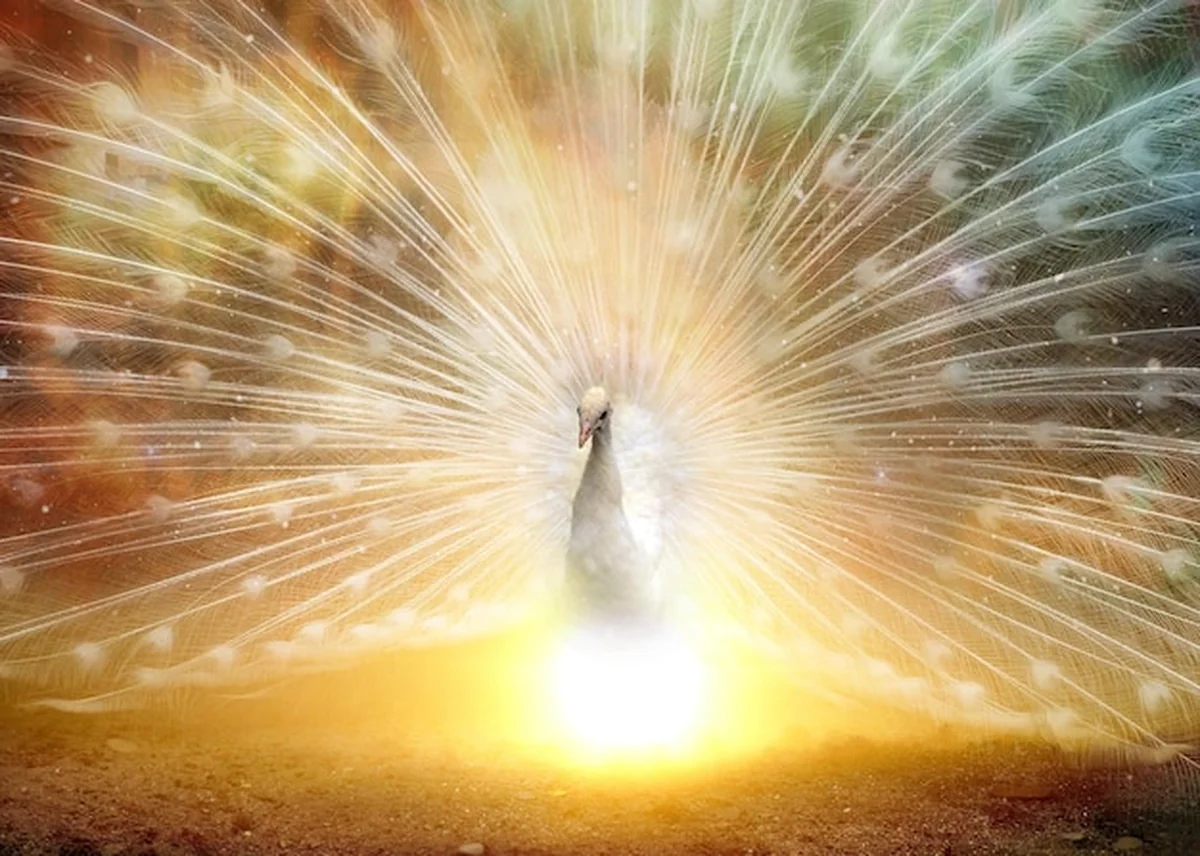 Piękne obrazy pawia na tapetę lub plakat